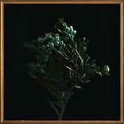 Audrey Assad's First Single From Evergreen, 'Deliverer' Released